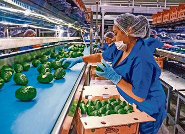 Comerciantes denuncian alza de 40% en precio del aguacate debido a la violencia