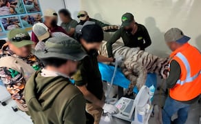 La Procuraduría Federal de Protección al Ambiente confirmó que, en el operativo de rescate del Tigre de Bengala, Kenzo murió. Foto: Especial