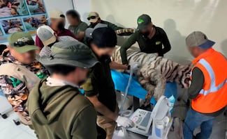 Cuestionan muerte de tigre de bengala "Kenzo"; uso de arma de fuego debe ser el último recurso contra especies: especialistas
