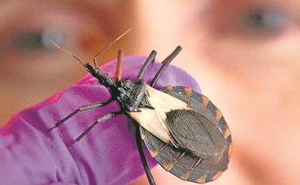 Elaboran mapa de riesgos de la enfermedad de chagas