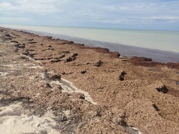 Grandes cantidades de sargazo aparecen en las playas de Yucatán