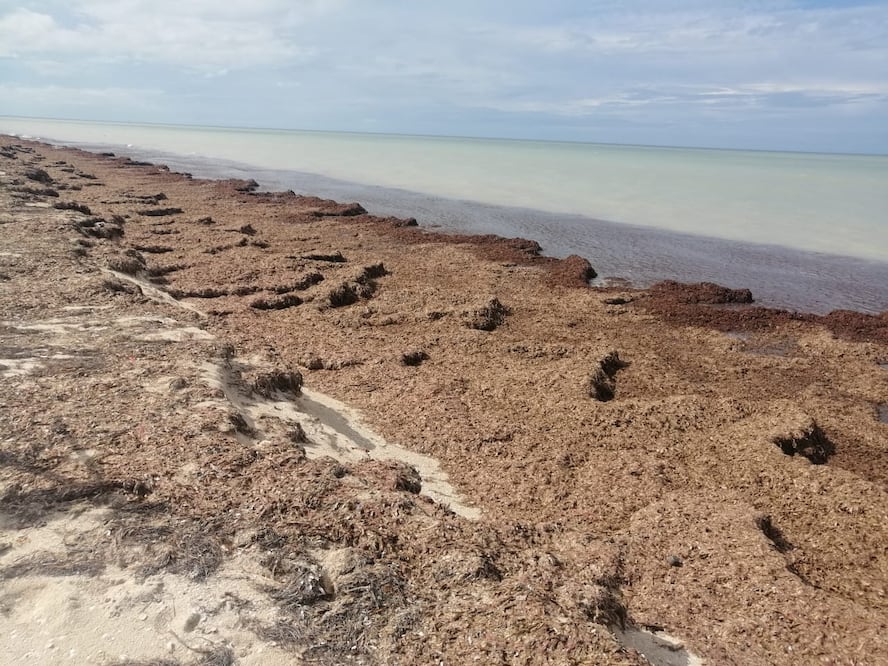 Foto: Yazmin Rodríguez / El sargazo apareció en playas de Yucatán