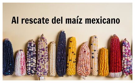 Al rescate del maíz y la tortilla