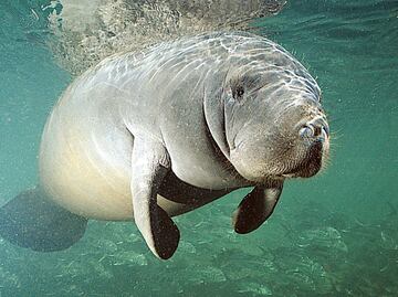 Mysterious manatee deaths in Mexico