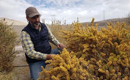 Científico crea un "desierto verde" para combatir el cambio climático