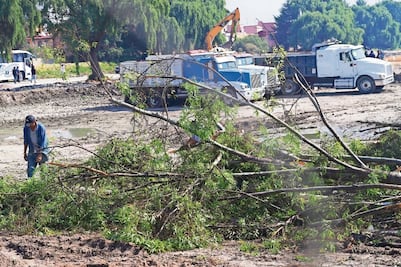Se quejan por tala de árboles en Toluca 