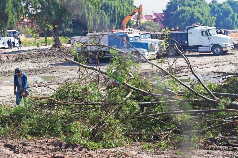 El ayuntamiento informó que pidió a la empresa la reposición de 250 unidades para revertir el daño ecológico. / JORGE ALVARADO. EL UNIVERSAL