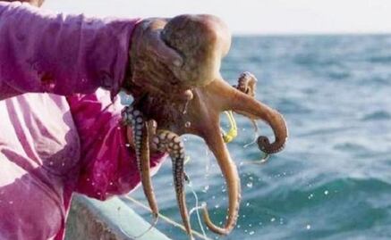 Encuentran herbicidas y metales en pulpos maya capturados en el litoral de Yucatán