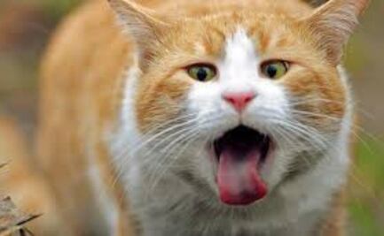 Qué hacer si tu gato tose como si tuviera algo en la garganta; conoce cual es el tratamiento