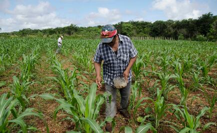 Aumenta la producción de transgénicos en el mundo