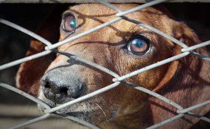 Rescatan a 180 perros y gatos en vivienda de Nueva Jersey; "la casa estaba llena de heces", señala la policía