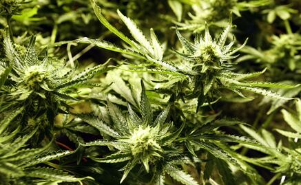 Mexico and Switzerland will use Cannabis to treat diabetes and depression