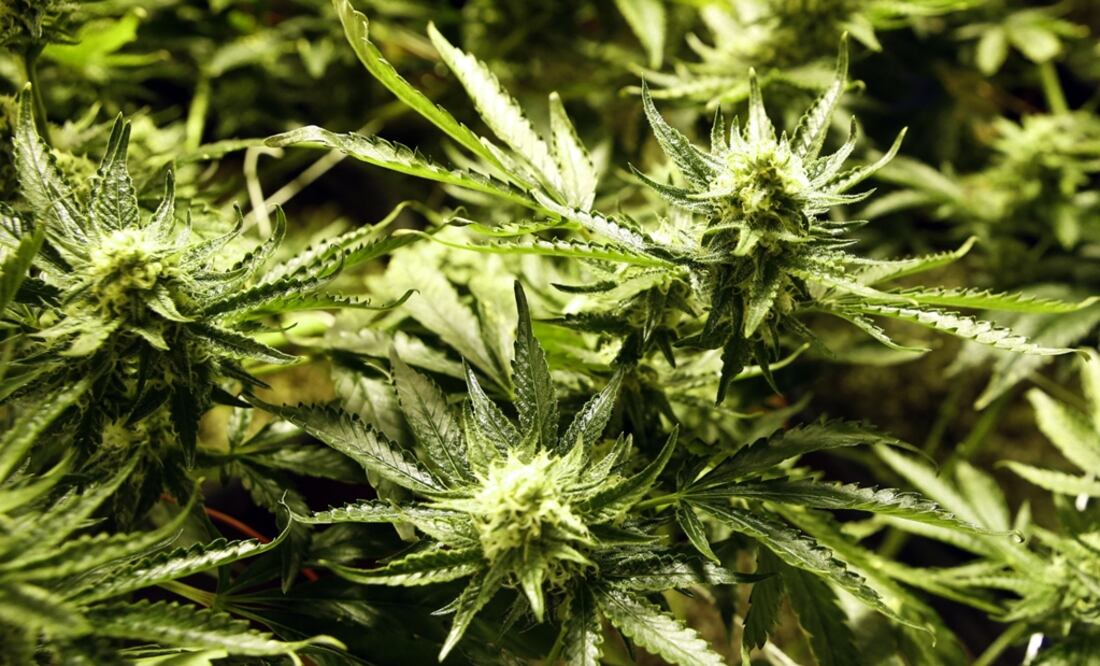 The purpose of the study is to evaluate the substance’s effects on glucose metabolism, neuropathic pain, and depression - Photo: Ed Andrieski/AP