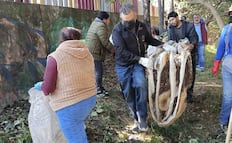 Alcaldía Magdalena Contreras realiza jornada de limpieza en Barranca Anzaldo; buscan evitar inundaciones y deslaves