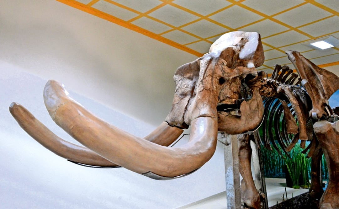 Recently, experts found 800 bones of at least 14 specimens in Tultepec - Photo: Melitón Tapia Dávila/EL UNIVERSAL