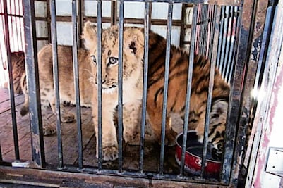 Profepa alista 6 santuarios para cuidado de animales 