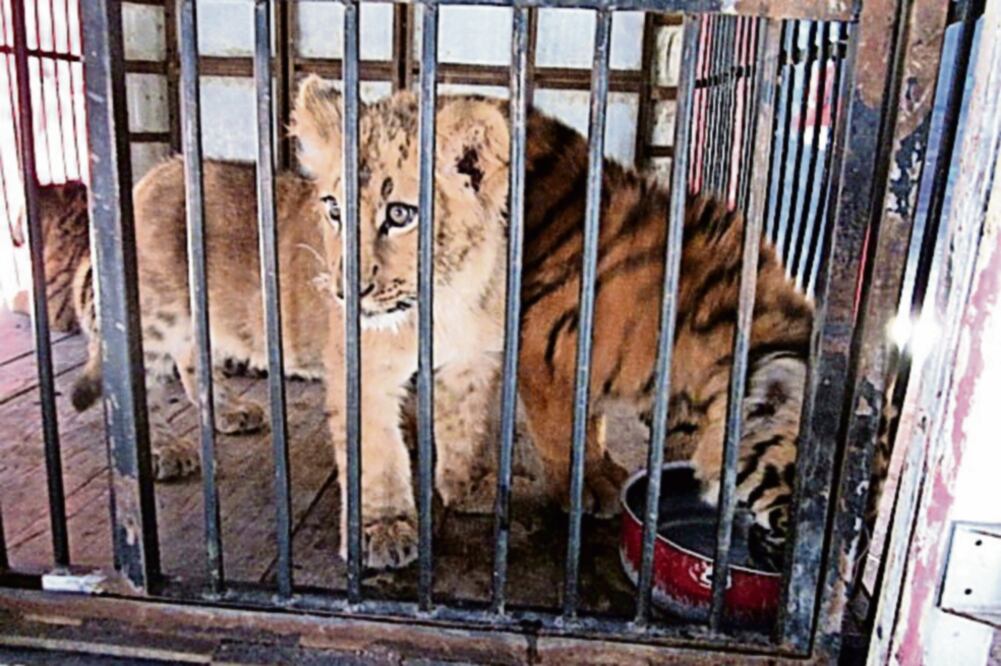 Fueron trasladados 11 grandes felinos de Pachuca, Hidalgo, a la reserva The Wild Animal Sanctuary, en Colorado, Estados Unidos (PROFEPA)