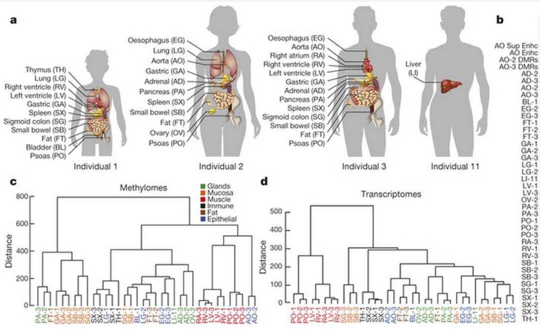 Aunque el genoma de un individuo es el mismo en cada célula, los epigenomas varían debido a que están relacionados con los genes que cada célula utiliza en cada momento. Foto: Nature