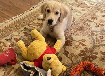 ¿Por qué una foto del perro de Pompeo genera polémica sobre el presidente chino?