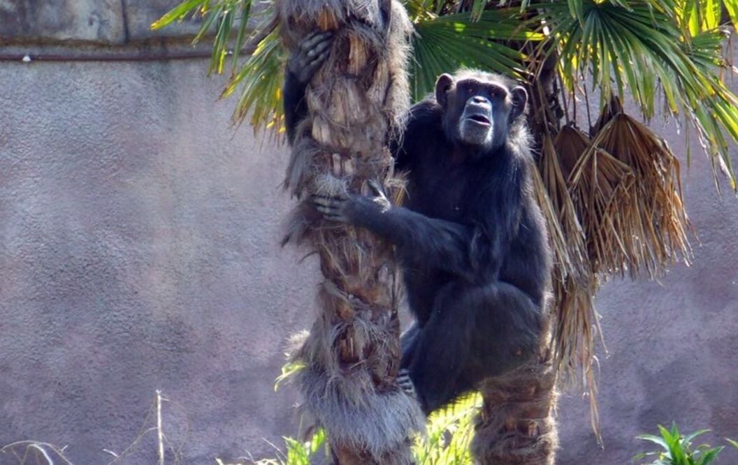 Durante un procedimiento de emergencia médica derivado de una insuficiencia cardiaca murió el chimpancé Tamba. Foto: Especial
