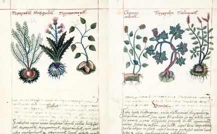 Presentan edición facsimilar del Códice de la Cruz-Badiano