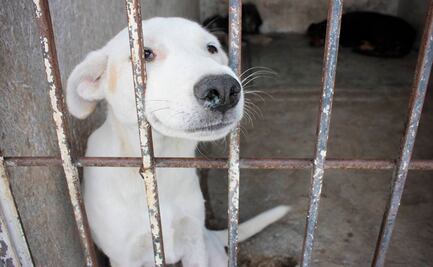 Corte invalida facultad de rescatistas para ingresar a domicilios por animales maltratados