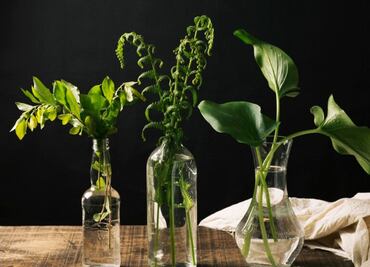 Estas son 5 plantas de interior que crecen en agua