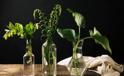 Estas son 5 plantas de interior que crecen en agua