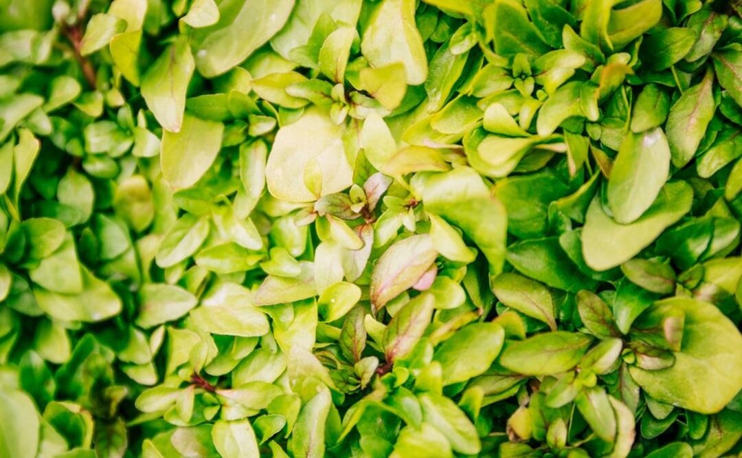 Quinoa y salud. Fuente: Freepik