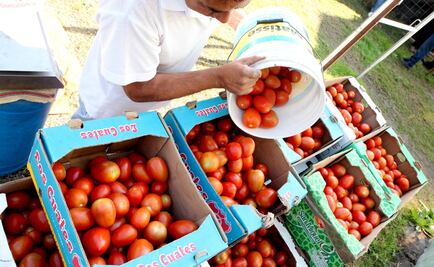 Florida pide gravar con aranceles al jitomate mexicano