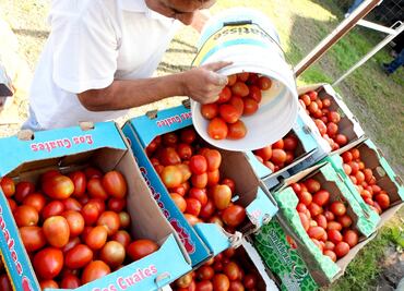 Florida pide gravar con aranceles al jitomate mexicano