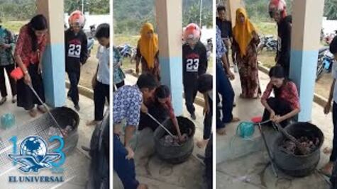 Maestra atrapa serpiente en Indonesia