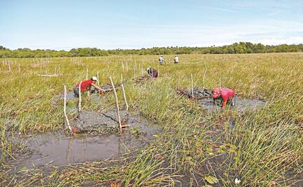 Con nueva técnica, salvan manglares en Veracruz