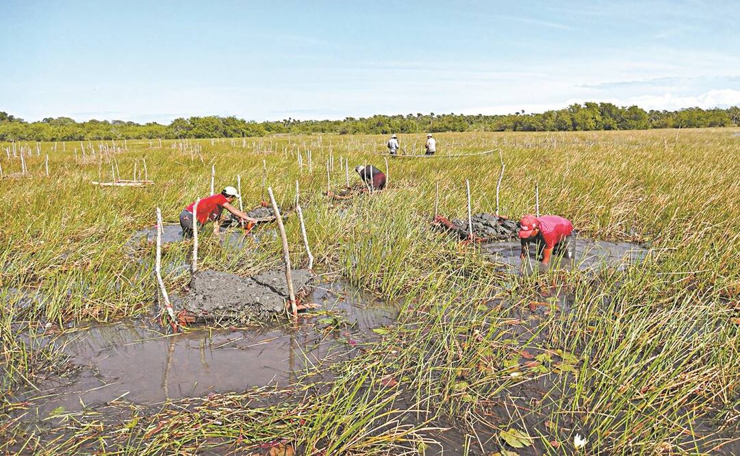 Hasta ahora, 42 propietarios de los municipios de Tlacotalpan y Alvarado participan en la reforestación. Foto: CORTESÍA