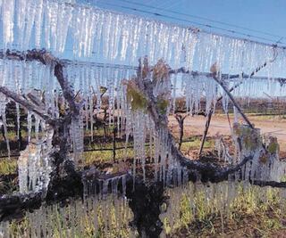 Bajas temperaturas afectan 20 municipios de Sonora