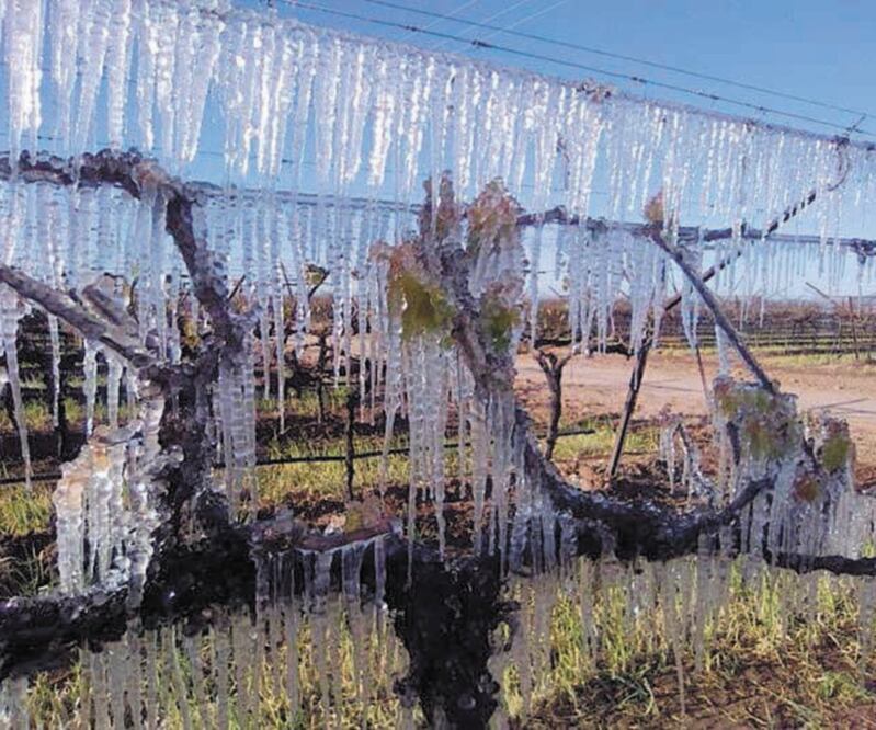 El secretario de Agricultura de Sonora precisó que entre los municipios que registraron afectaciones en cultivos se encuentran Navojoa, Huatabampo, Etchojoa, Cajeme, San Ignacio Río Muerto y Benito Juárez, entre otros. Foto: ESPECIAL