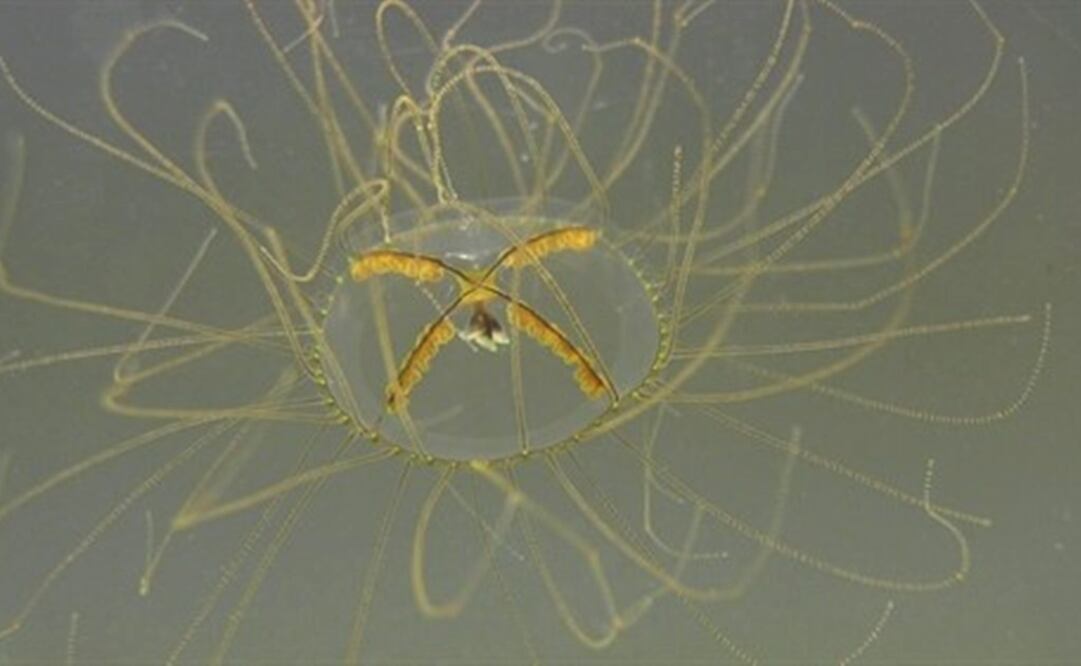 Foto: GOTHENBURG MARINE BIOLOGICAL LABORATORY