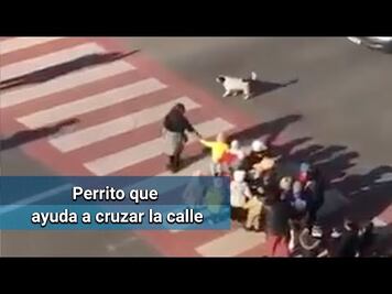 El perrito callejero que ayuda a niños para cruzar la calle