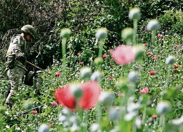 Destruyen 19 mil plantas de amapola en Jalisco