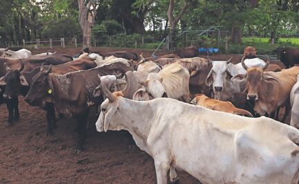 Alertan sobre tuberculosis y brucelosis en ganado de Morelos; llaman a no consumir leche bronca