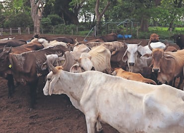 Alertan sobre tuberculosis y brucelosis en ganado de Morelos; llaman a no consumir leche bronca