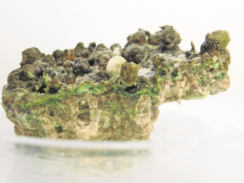 Estromatolito de la laguna de Chunyaxché, en el
que se aprecia una capa verde de bacterias. Foto: Arturo Bayona