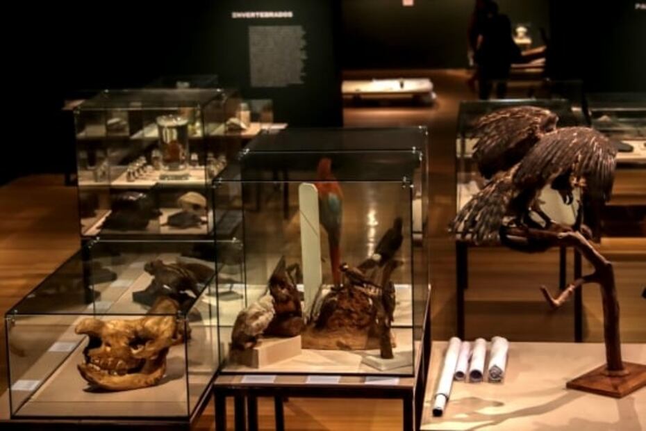 Museo Nacional de Brasil expone piezas rescatadas de incendio