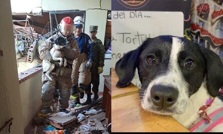 VIDEO: "El milagro de Estrellita": perrita sobrevive tras quedar atrapada bajo los escombros en una explosión