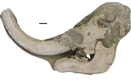 Descubren nueva especie de mastodonte en California
