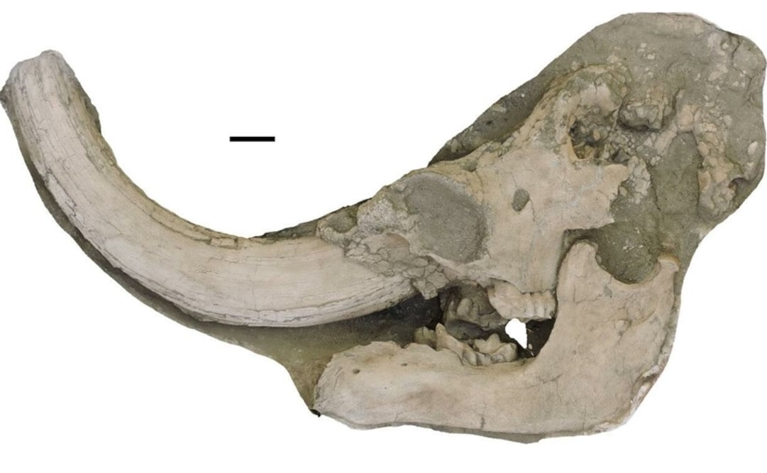 Foto: Dooley et al. 2019. Vía Europa Press