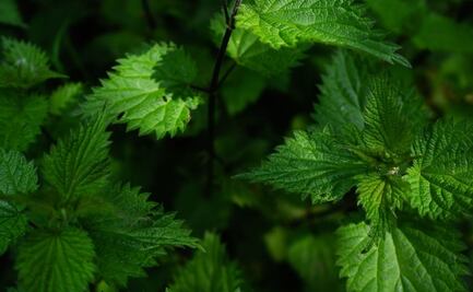 5 beneficios de la ortiga, "planta de la eterna juventud", para el organismo