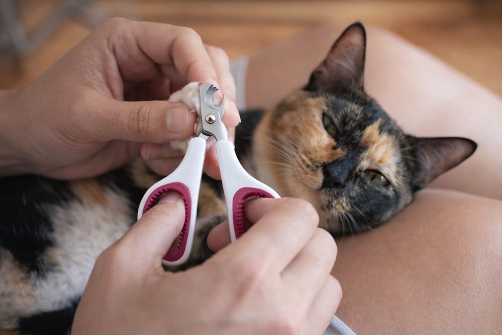 Conoce los mejores trucos para cortarle las uñas a tu gato. Foto: Creada con IA (ChatGPT)