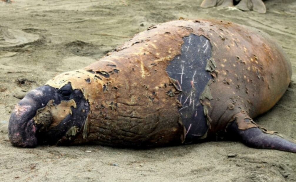 Disminuye población de elefantes marinos en islas mexicanas: IPN