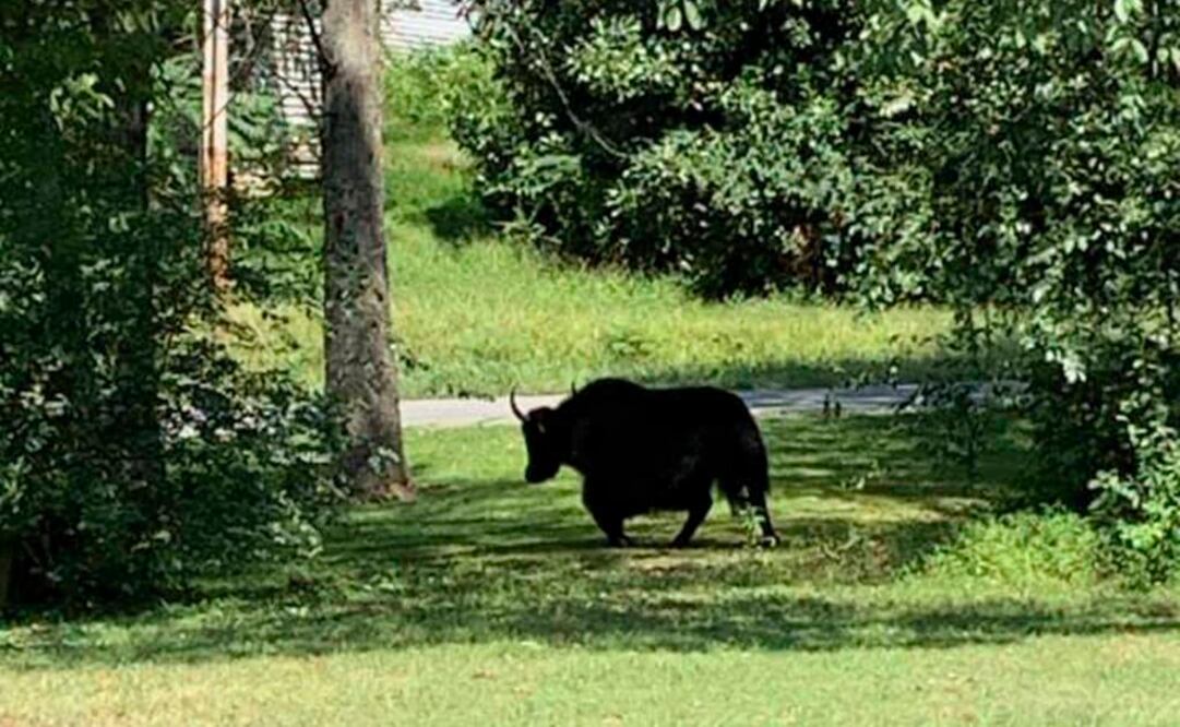 El yak fue visto el miércoles en una posada (Foto: AP)